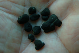Sclérotes de Sclerotinia sclerotiorum